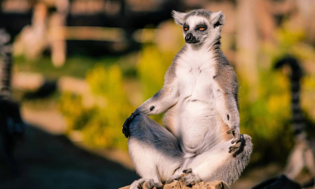 lemure sentado relaxado no Monte Selvagem