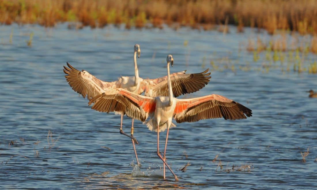 dois flamingos a abrir as asas no estuário do tejo
