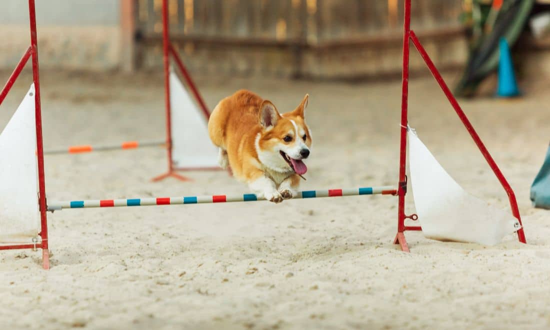 cão corgi a saltar numa competição 