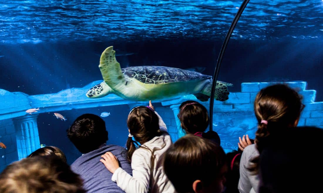 crianças a observar uma tartaruga num aquário