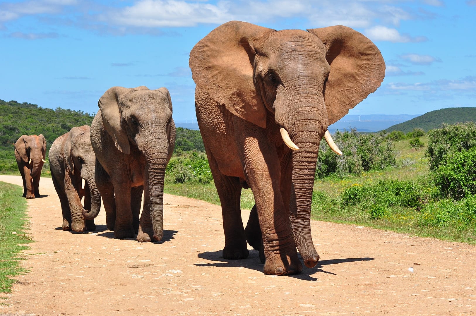 curiosidades sobre os elefantes