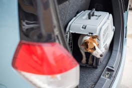 Cão dentro de caixa de transporte para viajar com os seus animais
