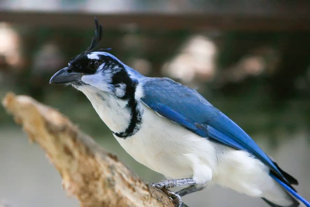 zoo-de-lourosa-passaro-azul-ramo