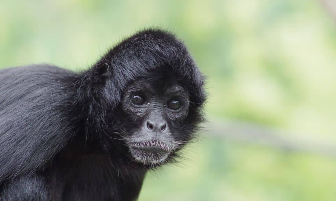 Nasceu uma nova cria de macaco-aranha-da-colômbia no Jardim