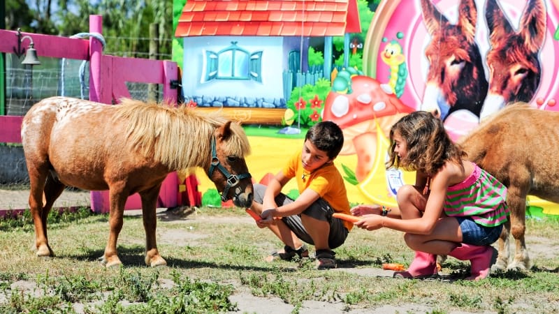 JOGO DO BURRO » O Ponney