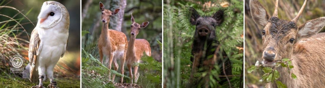 Tapada Nacional de Mafra animais espécies veados, gamos, javali, mocho