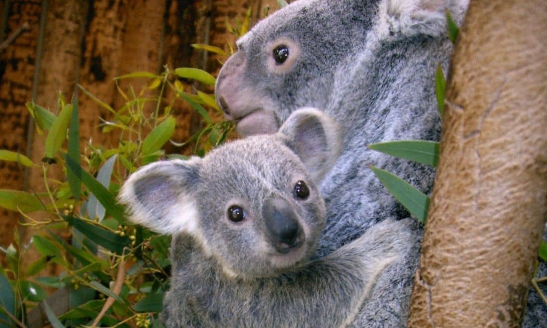 arca de noé_koala do jardim zoológico