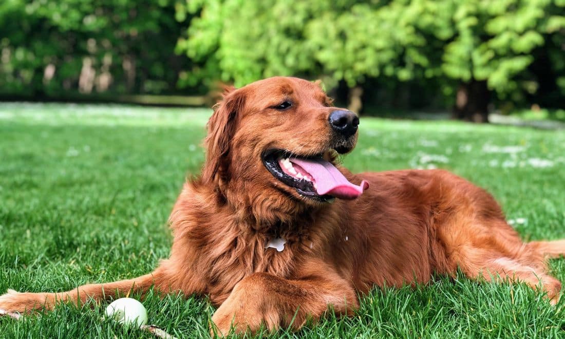cão a brincar deitado no jardim