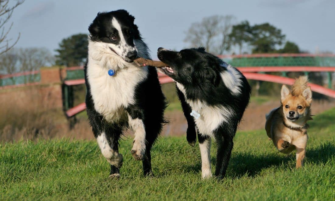 três cães a passear na relva