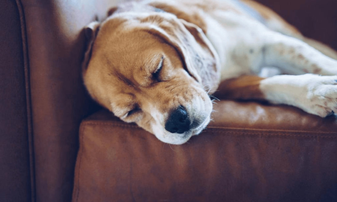 Animais de Estimação Alojamentos Pet Friendly Craveiral Farmhouse