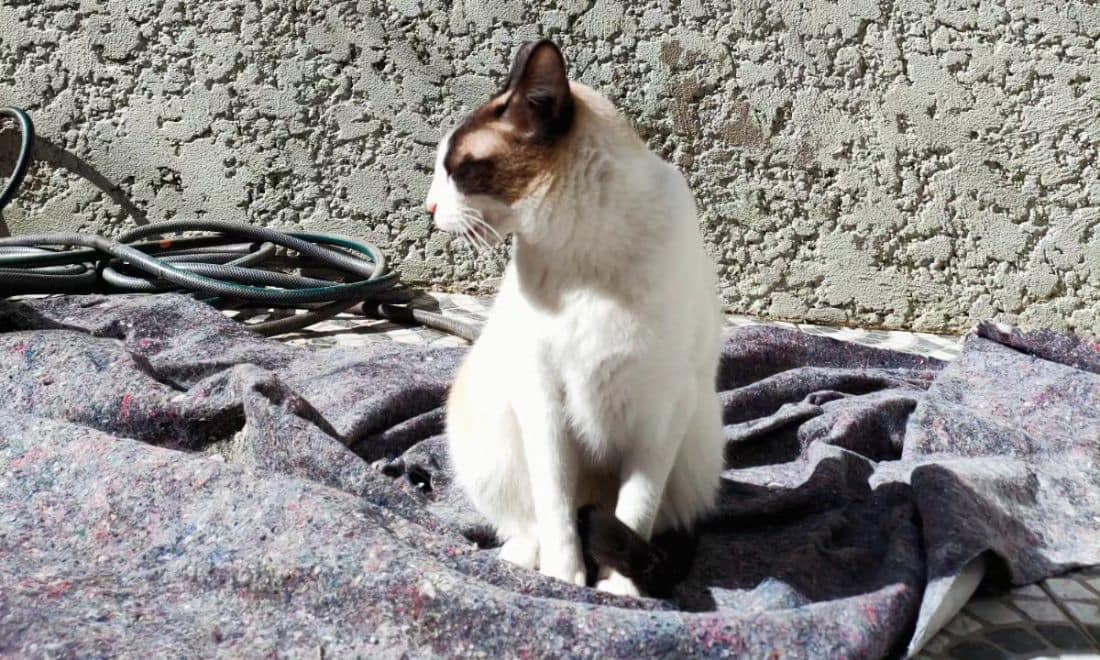 Melhores Restaurantes para Crianças Porto dos Gatos
