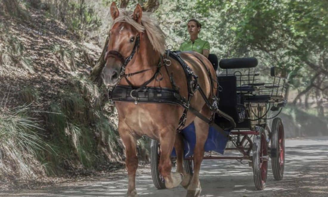 Tapada Nacional de Mafra programa de verão passear de charrete