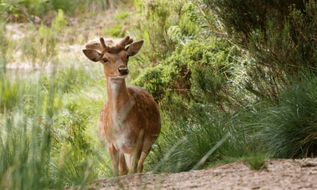 Tapada Nacional de Mafra veado na floresta encantada