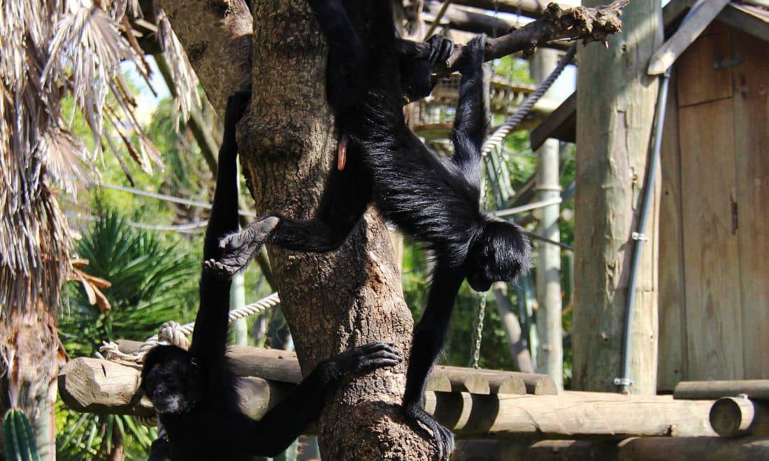 jardim zoologico