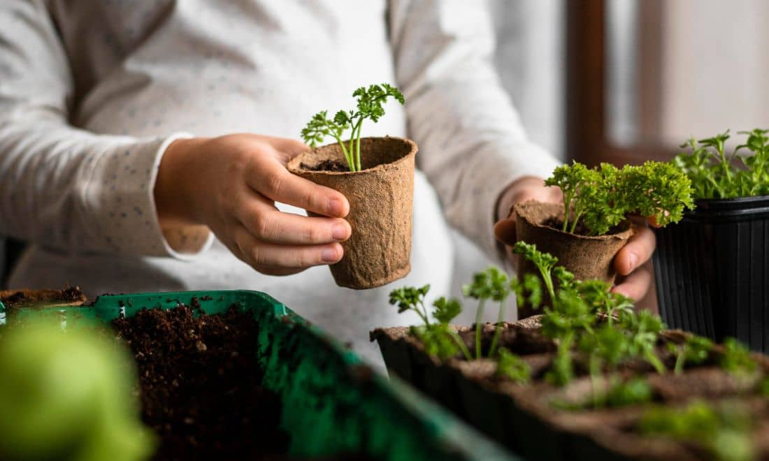 atividades para crianças primavera horta em casa