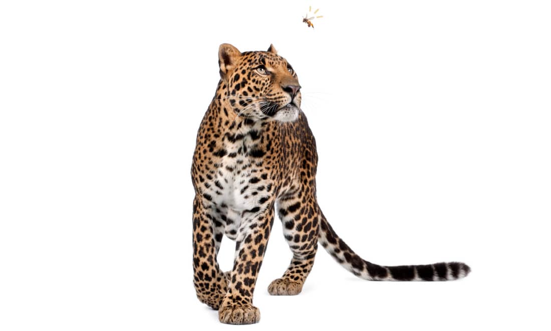 05_Jardim Zoologico_leopardo-da-persia-_1100x660