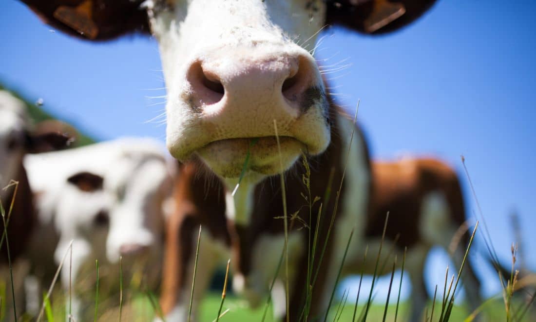 atividades para crianças férias em família ilhas atlanticas açores madeira vacas