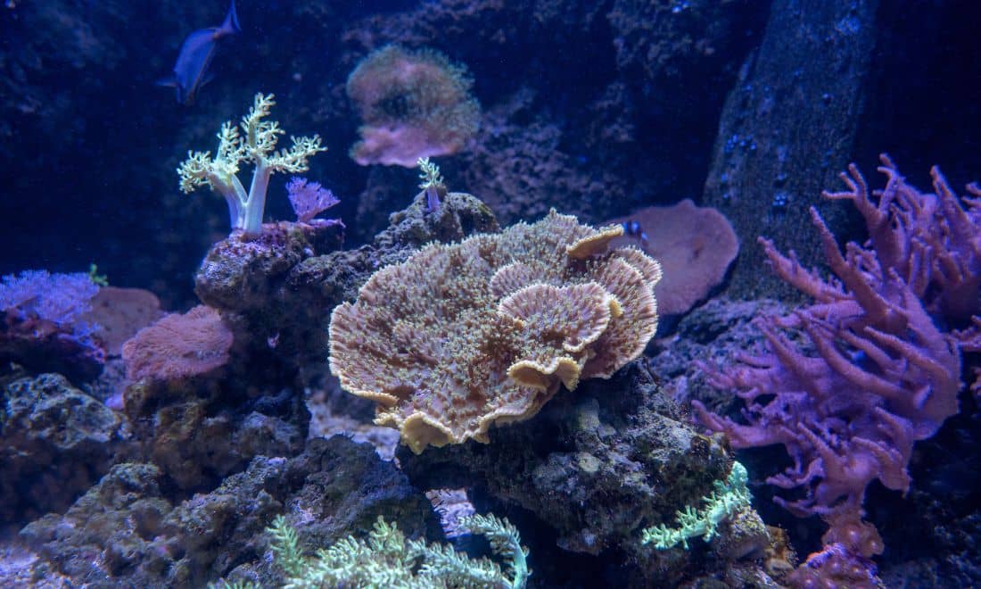 SEA LIFE Porto corais debaixo de água