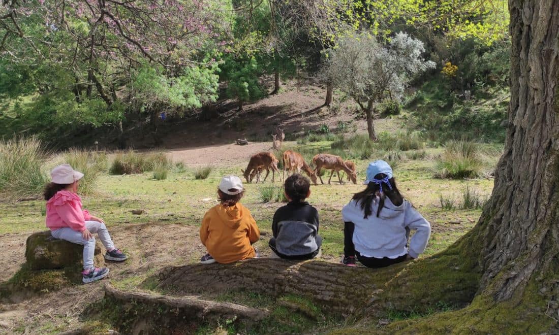 Tapada Nacional de Mafra crianças sentadas no tronco de uma árvore a observar gamos à sua frente