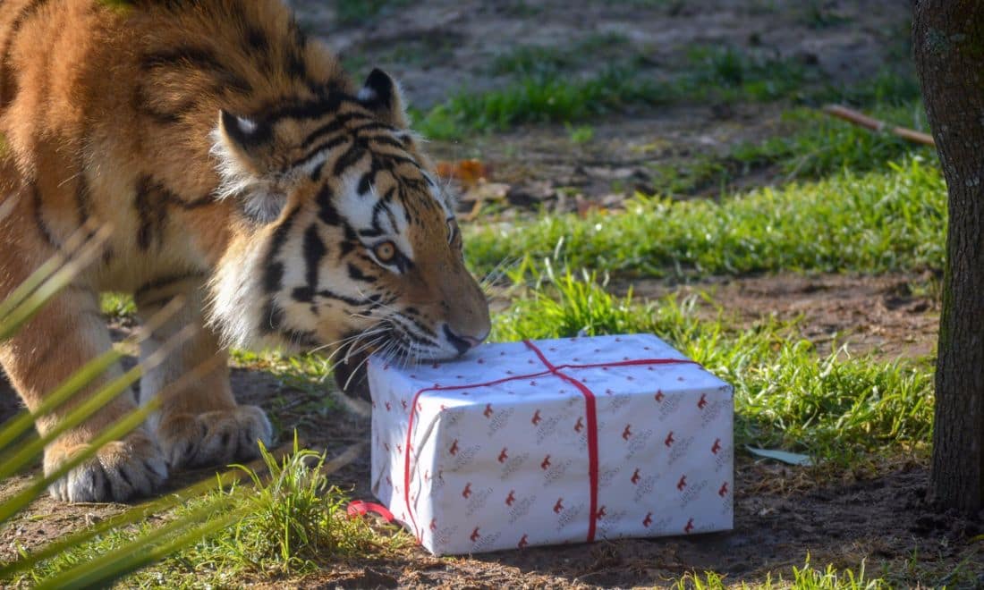 fim de semana com as crianças jardim zoológico chegada do pai natal