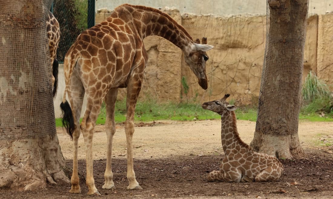 jardim zoológico girafa de angola cria