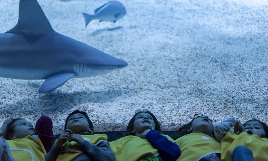 oceanário de lisboa tubarões