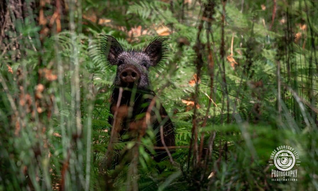 Tapada de Mafra Javali no meio da floresta com logo fotógrafo Jorge Leite