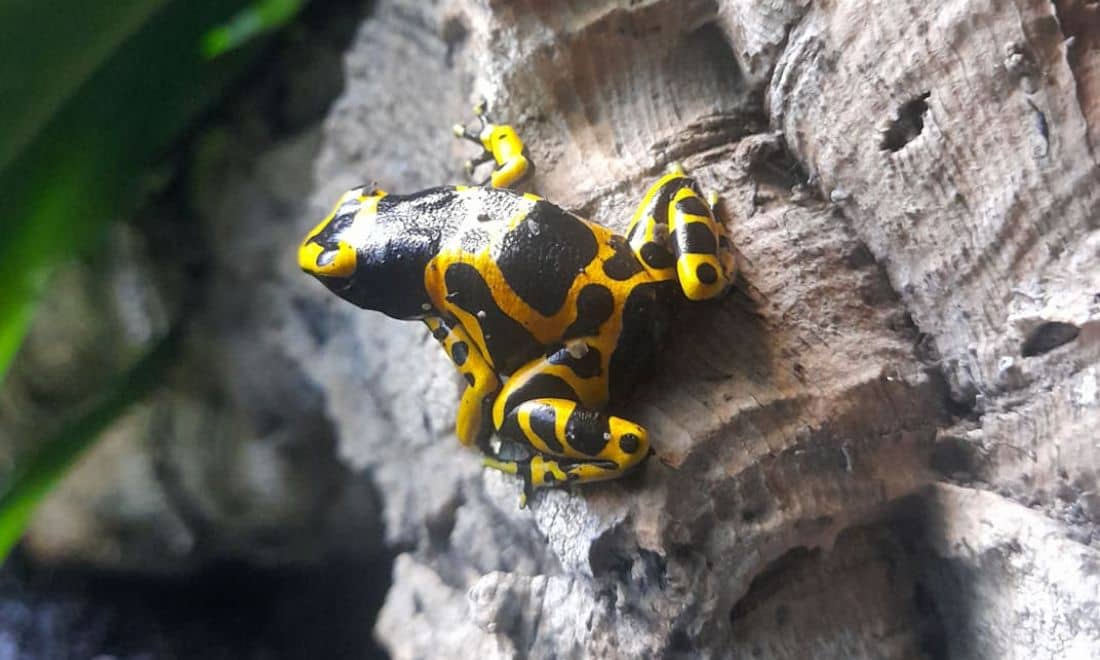 fluviário de mora visitas de estudo habitats exóticos rã-seta