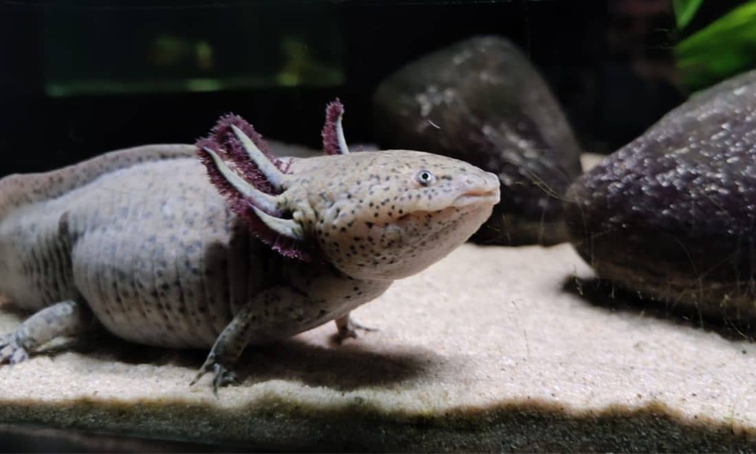 fluviário de mora atividades para crianças axolote