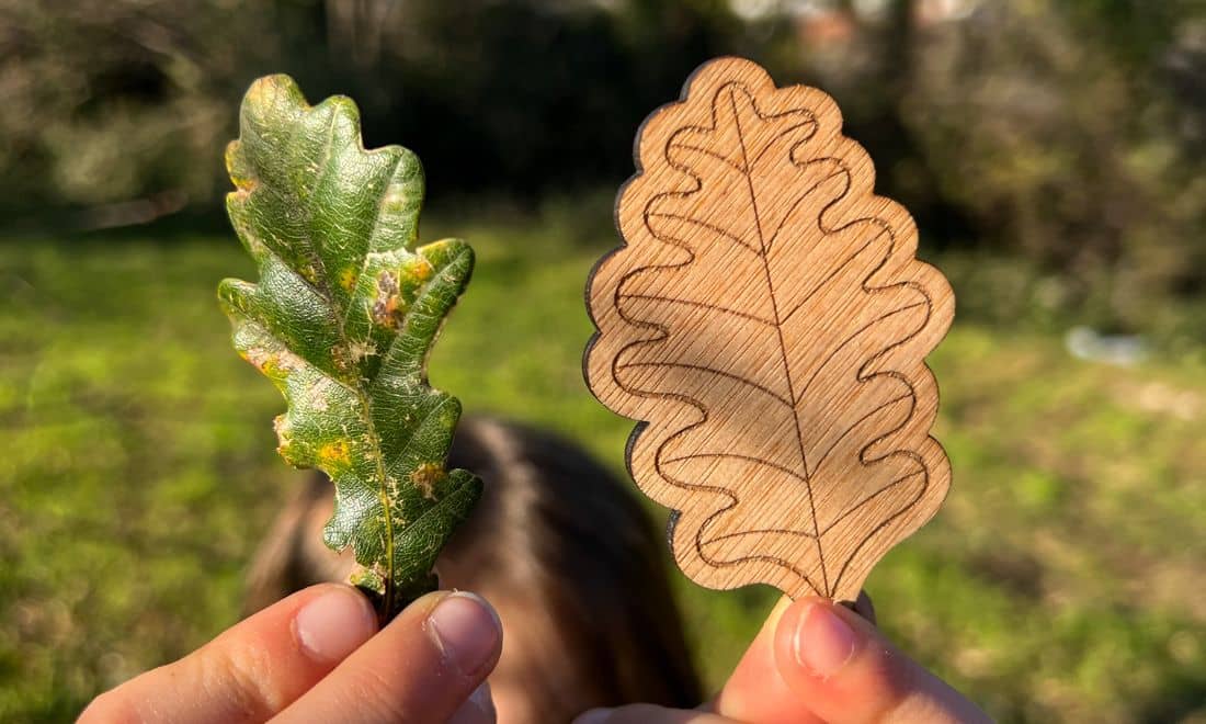 Estórias com Ciência material com ilustração fidedigna folhas comparadas lado a lado