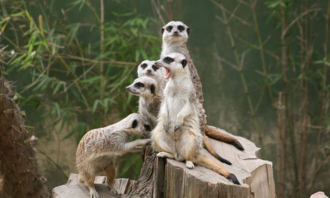 fim de semana com as crianças família suricatas Jardim Zoológico de Lisboa