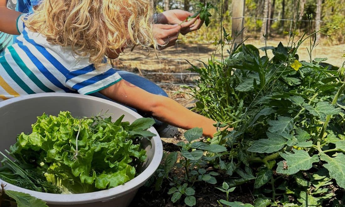Escola Lá Fora Estoril criança a mexer alface couves plantas