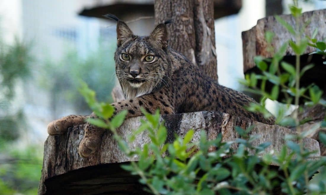Jardim Zoológico de Lisboa Lince-ibérico de lado