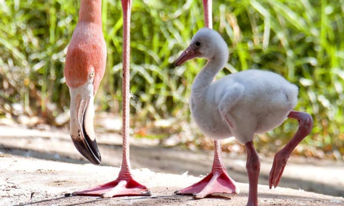 fim de semana com as crianças flamingos novas crias jardim zoológico de lisboa