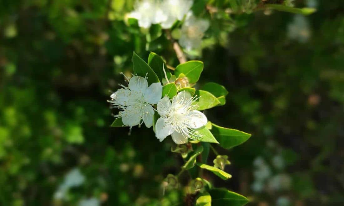 Fluviário de Mora Parque Ecológico do Gameio duas flores brancas