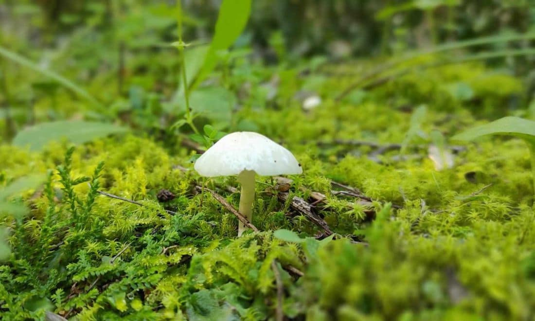 Fluviário de Mora cogumelo branco