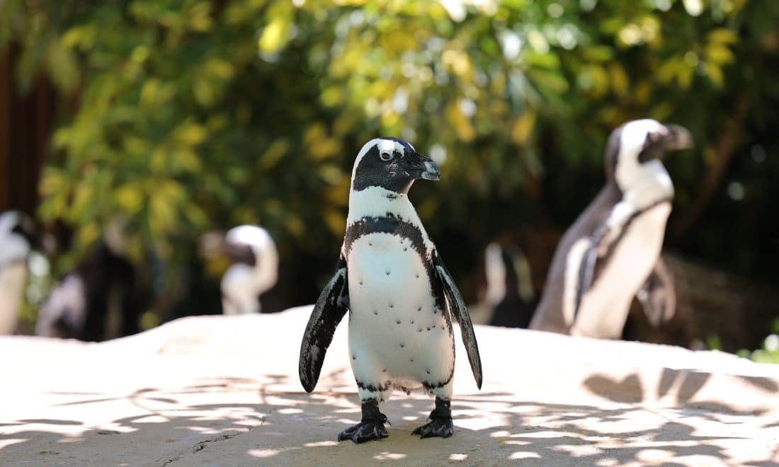 Jardim Zoológico pinguim-do-cabo e pinguins ao fundo