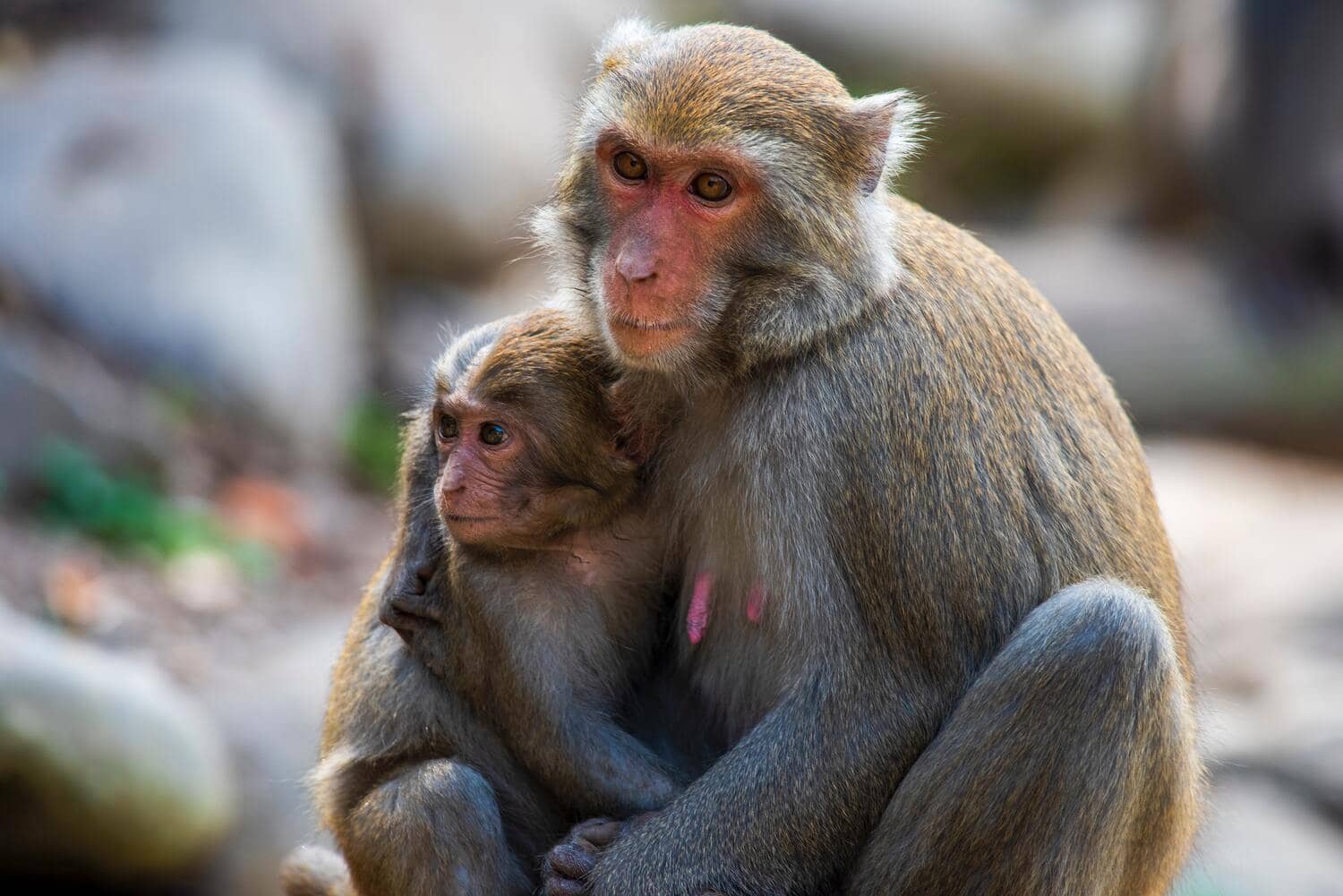 Dois macacos