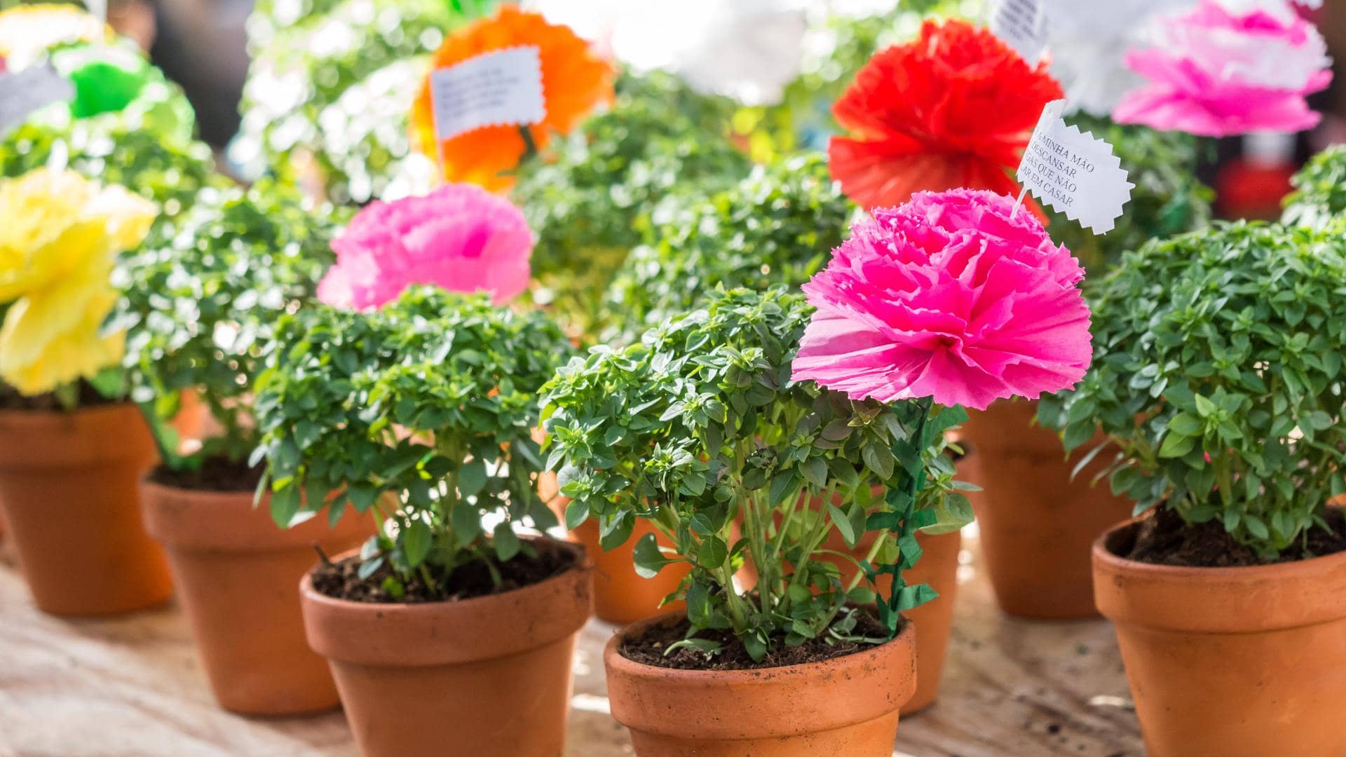 Santos populares. Manjericos em vasos com flores de papel e bandeirinhas com mensagens