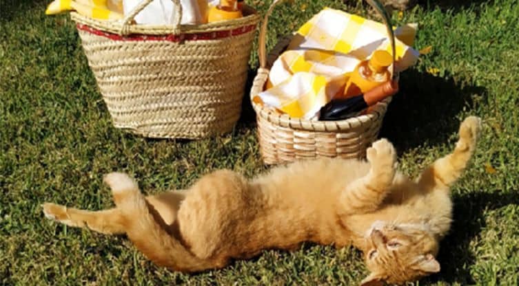 casa_das_palmeiras_piquenique_gato