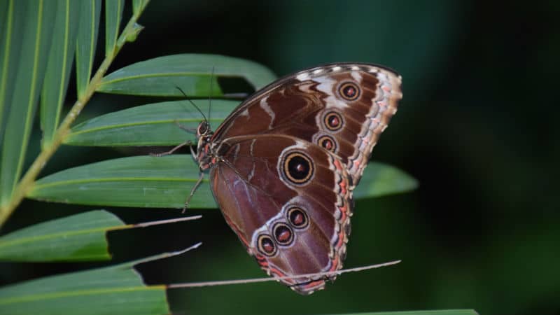 Borboleta 