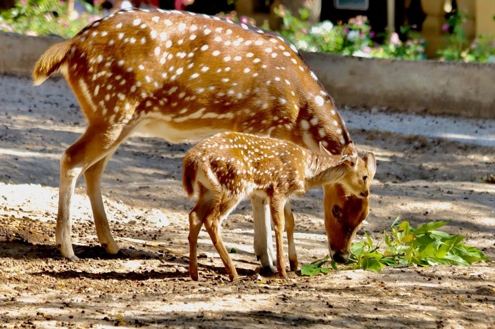 Um dia no Zoo_Jardim Zoológico_Áxis