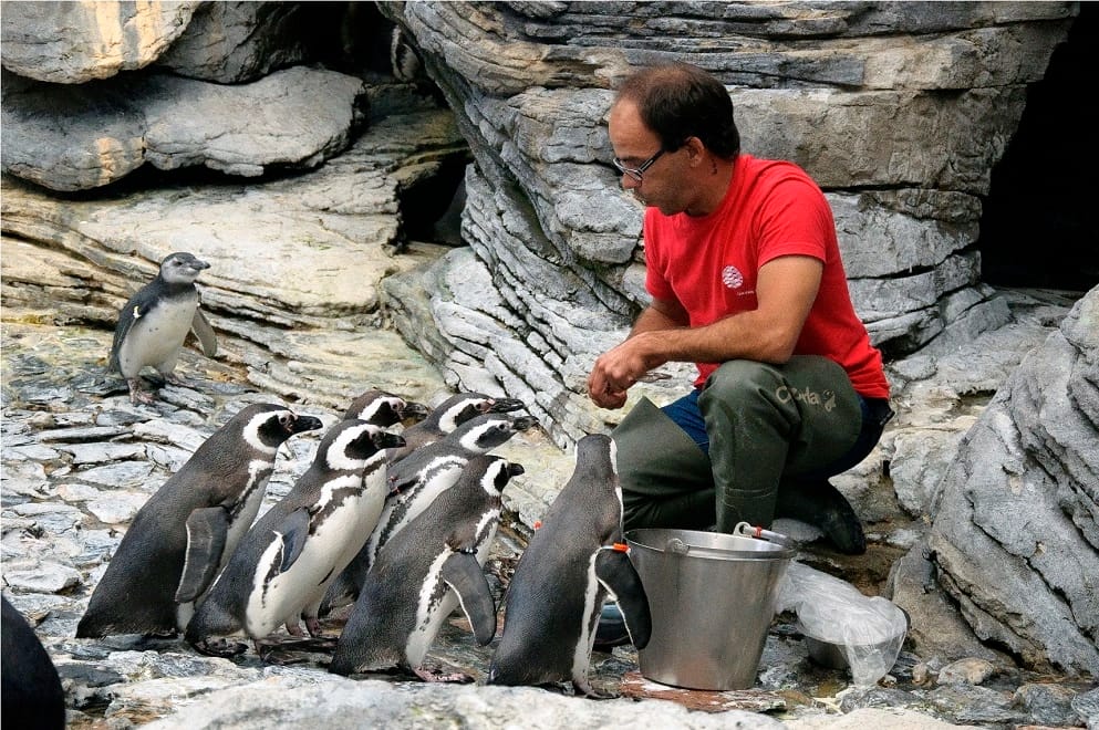 Pinguins-de-Magalhaes_Oceanário-de-Lisboa-alimentacao