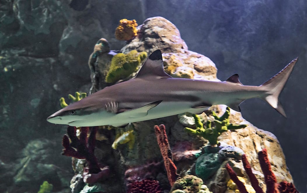 sea-life-porto-sharklife-evento-tubarão-de-perfil