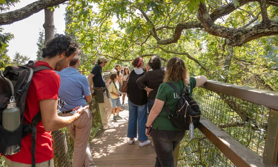 Fundação de Serralves atividades para famílias Treetop Walk crianças e adultos na ponte entre as ávores no topo