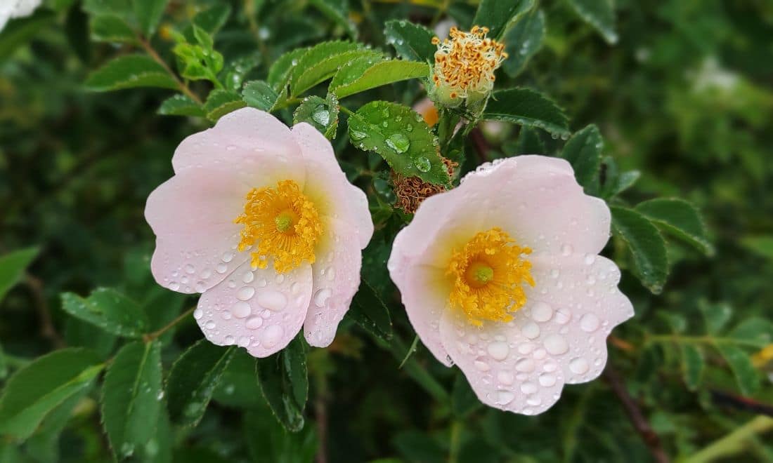 Fluviário de Mora atividades para famílias jardim duas flores com gotas de água