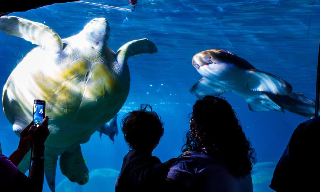 SEA LIFE Porto mulher com criança no colo combra em frente ao aquário tartaruga tirar fotografias