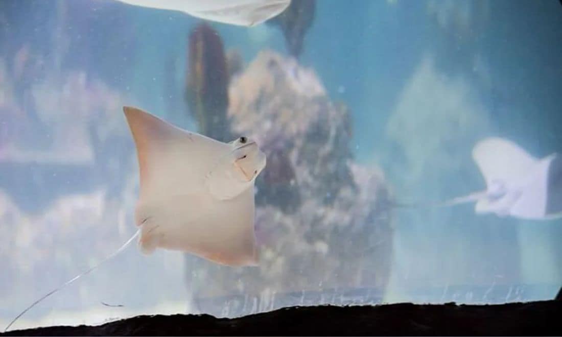sea life alimentação das raias atividades para crianças porto