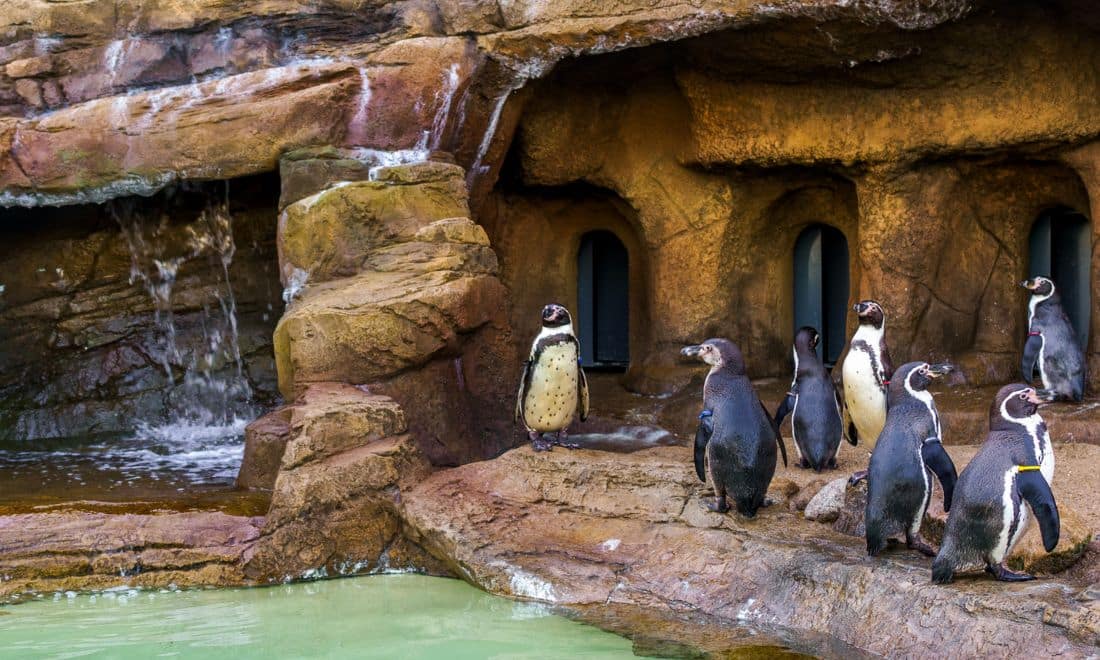 SEA LIFE Porto visitas e atividades para crianças e famílias ala dos pinguins com grutas
