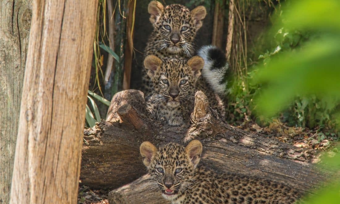 Jardim Zoológico leopardos-da-pérsia três crias fofinhas em linha vertical a olhar para a câmara